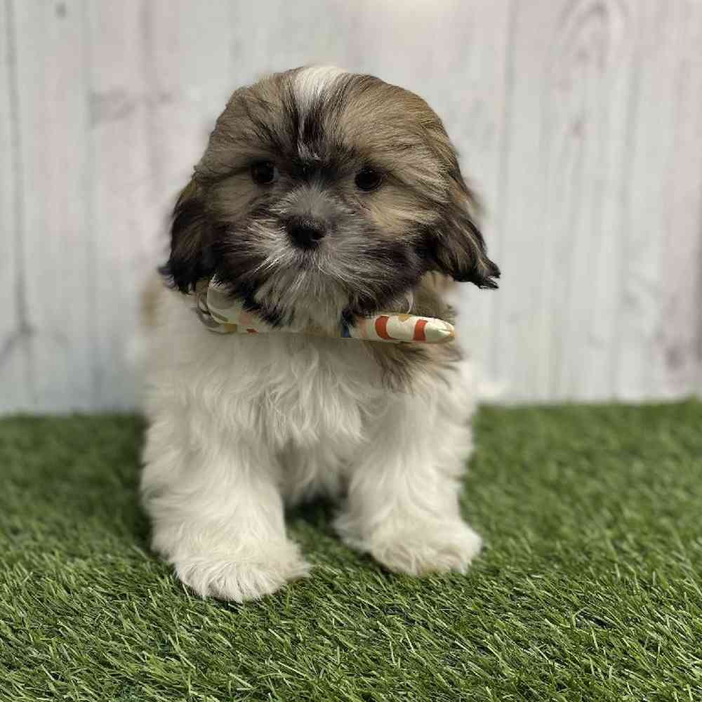 Male Shih Tzu Puppy for sale