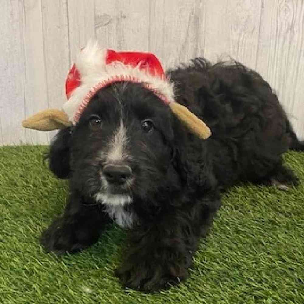 Male Aussiedoodle Puppy for sale