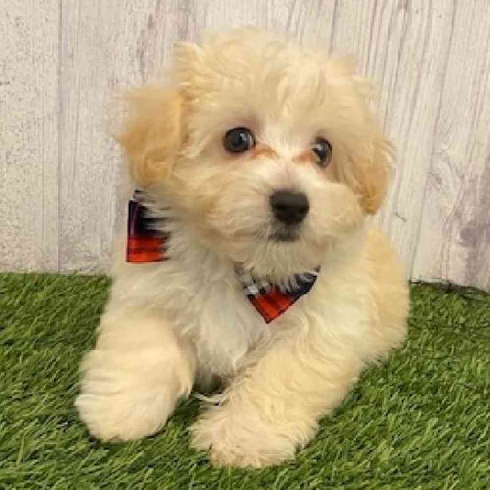 Male Malti-Poo Puppy for sale