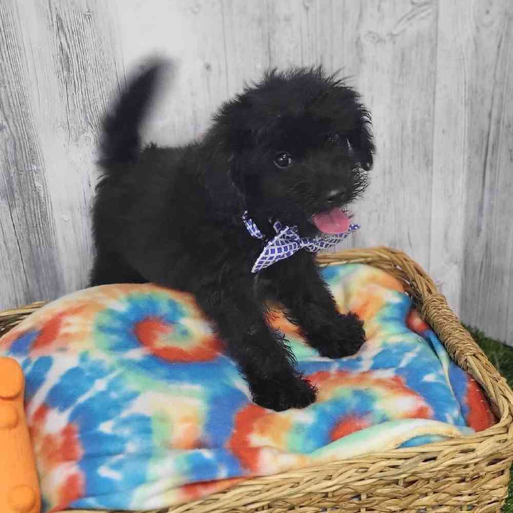 Male Papi-Poo Puppy for Sale in Saugus, MA