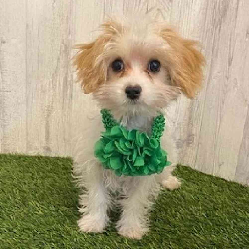 Female Cavamalt Puppy for sale