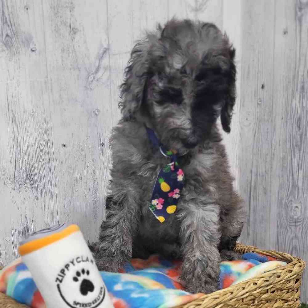 Male Poodle Moyen (Medium) Puppy for Sale in Saugus, MA