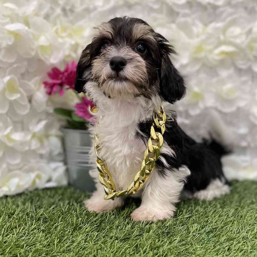 Male Hava-Chon Puppy for Sale in Braintree, MA