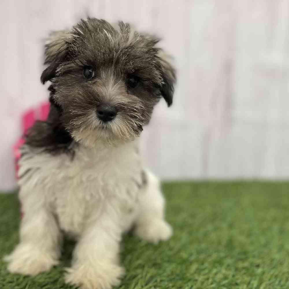 Female Miniature Schnauzer Puppy for Sale in Braintree, MA