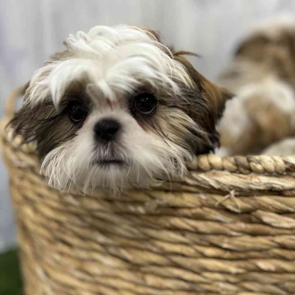 Male Shih Tzu Puppy for Sale in Braintree, MA