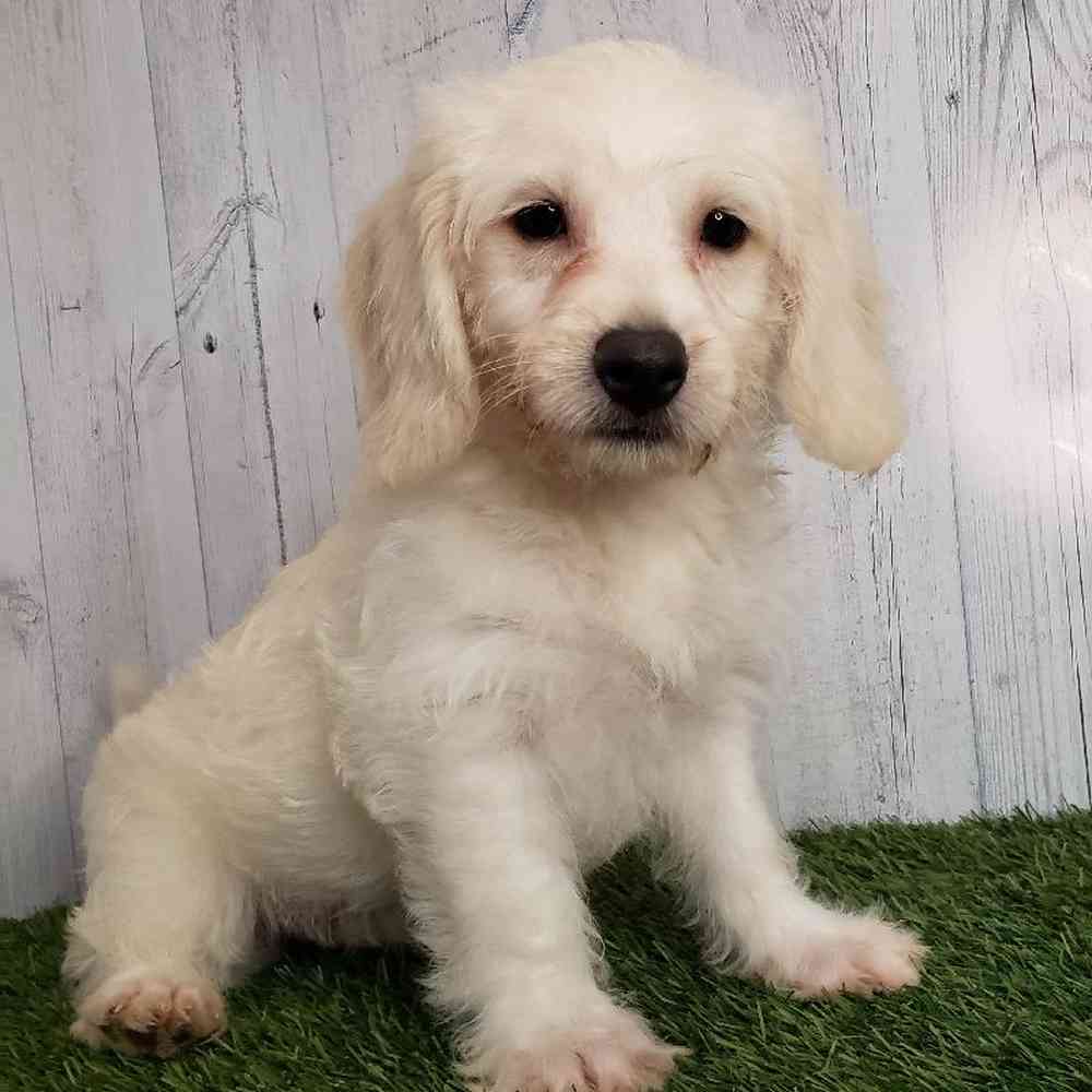 Male Mini Labradoodle Puppy for sale