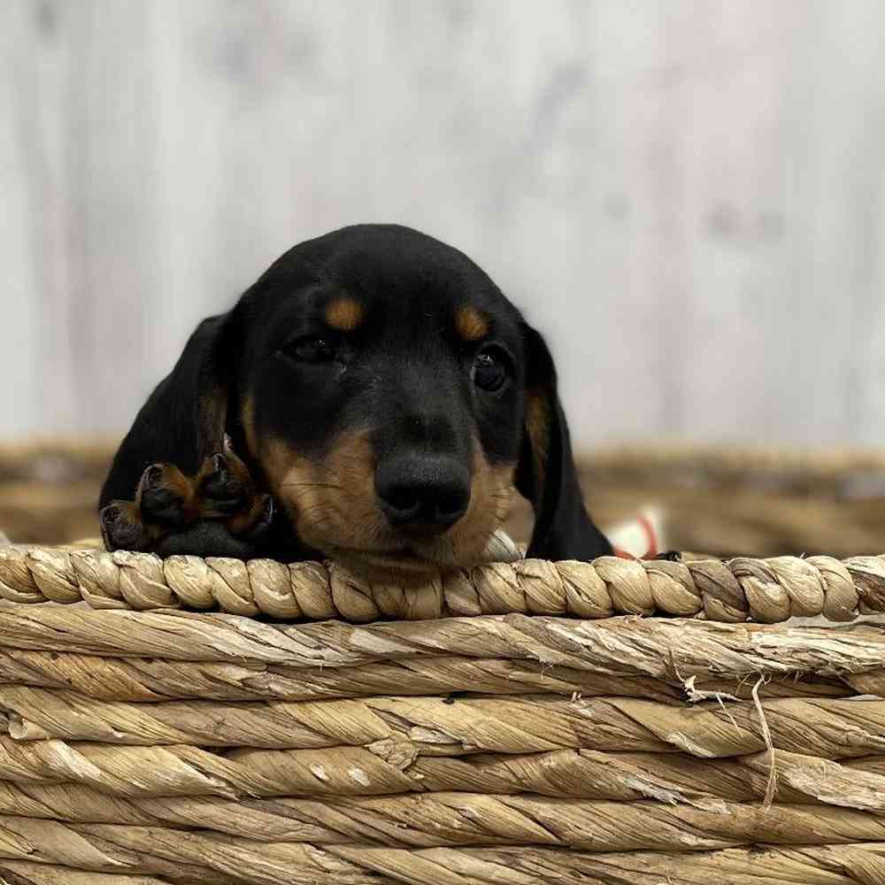 Male Dachshund Puppy for Sale in Braintree, MA