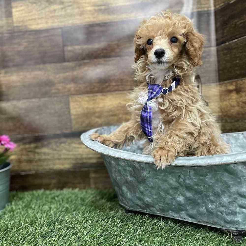 Male Poodle Toy Puppy for Sale in Braintree, MA