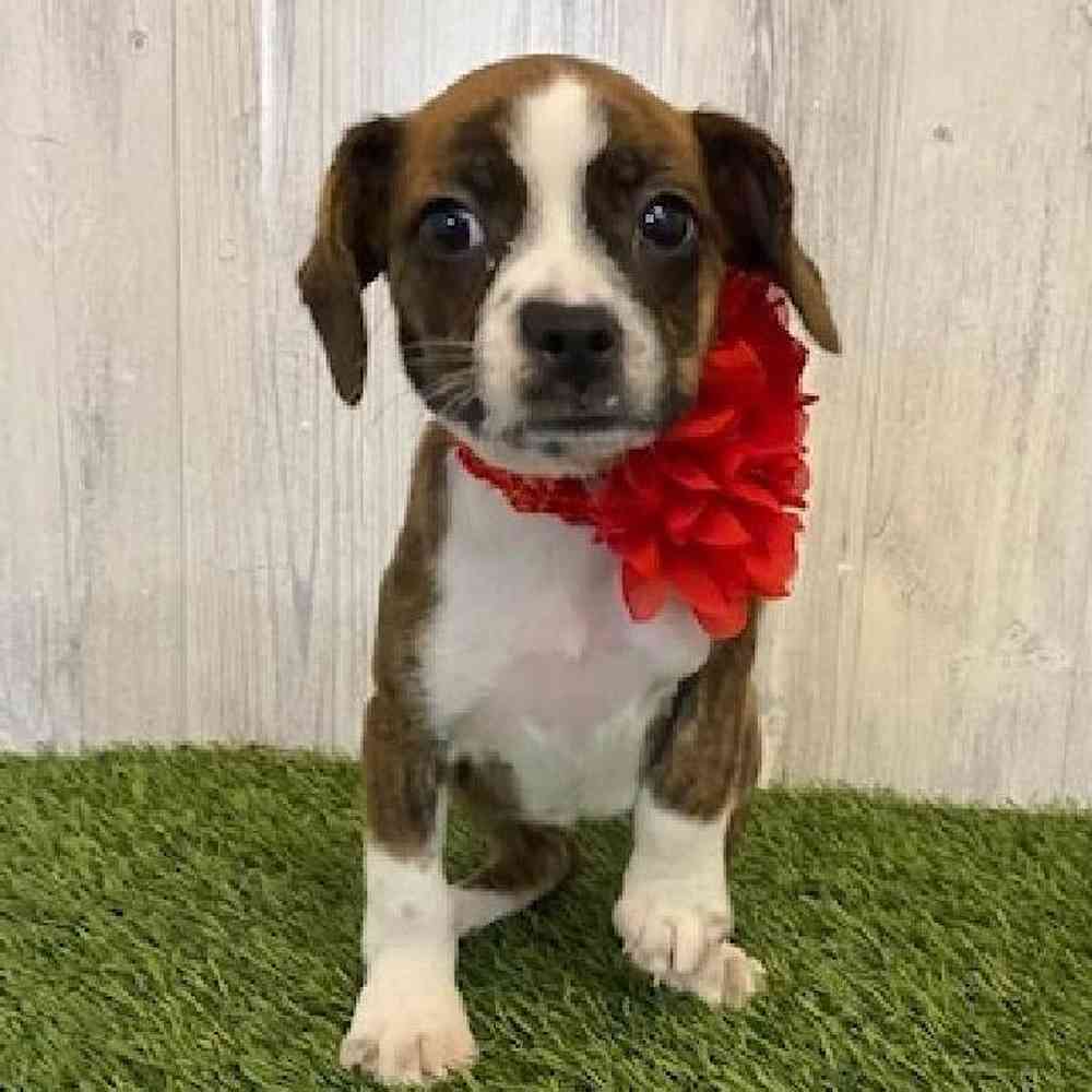 Female Boglen Terrier Puppy for sale