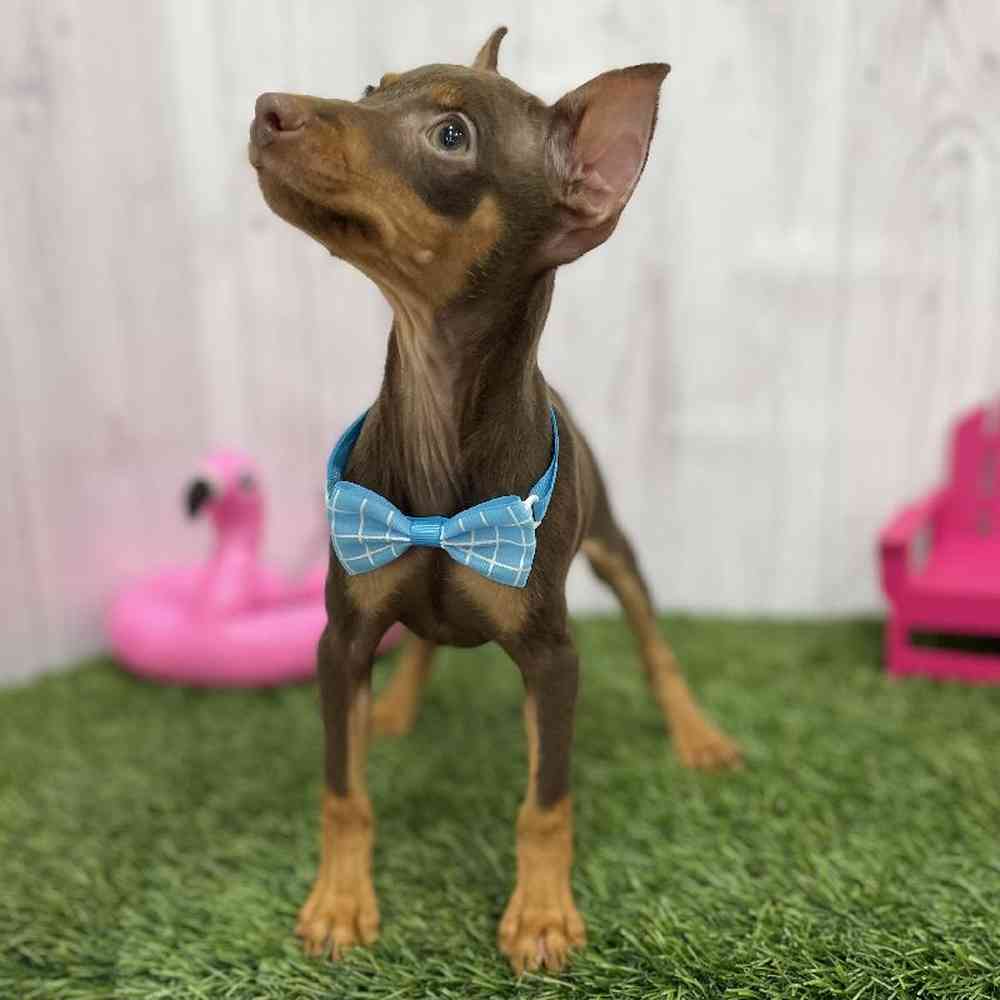 Male Min Pin Puppy for Sale in Braintree, MA