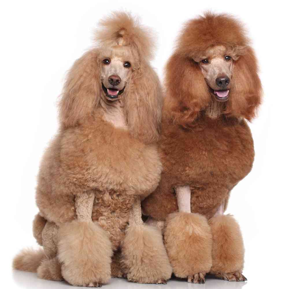 Standard Poodle Puppies for Sale