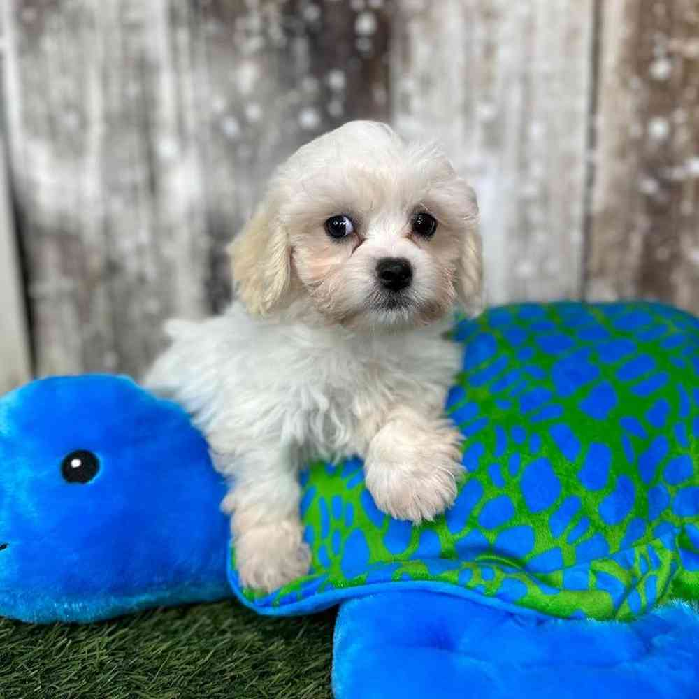 Male La-Chon Puppy for Sale in Saugus, MA