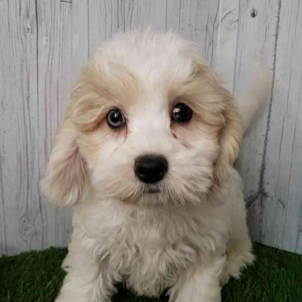 Female CockaChon Puppy for sale