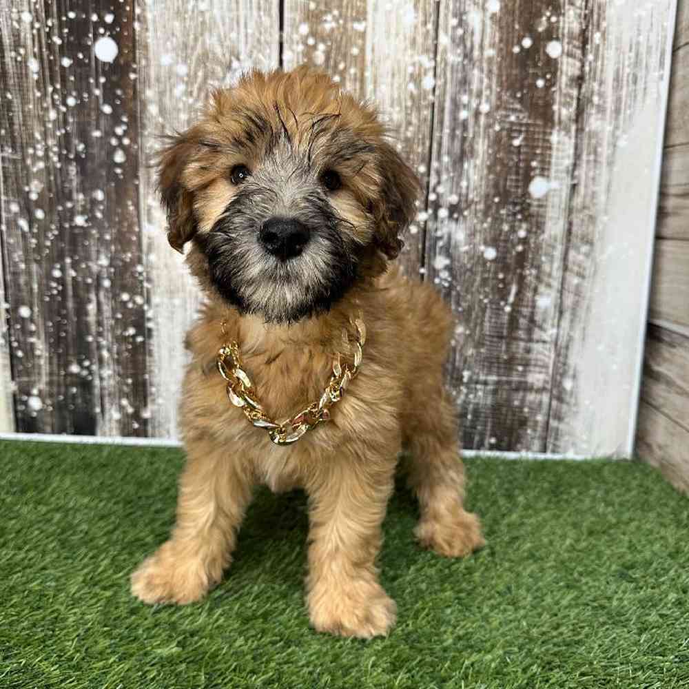 Male Soft Coated Wheaten Terrier Puppy for Sale in Saugus, MA