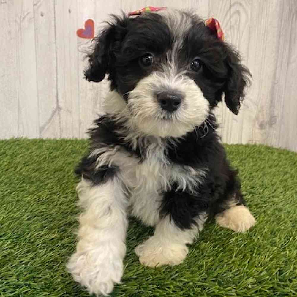 Female Mini Portidoodle Puppy for sale