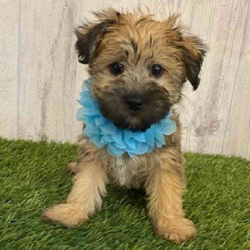 Female YoChon-Poo Puppy for sale
