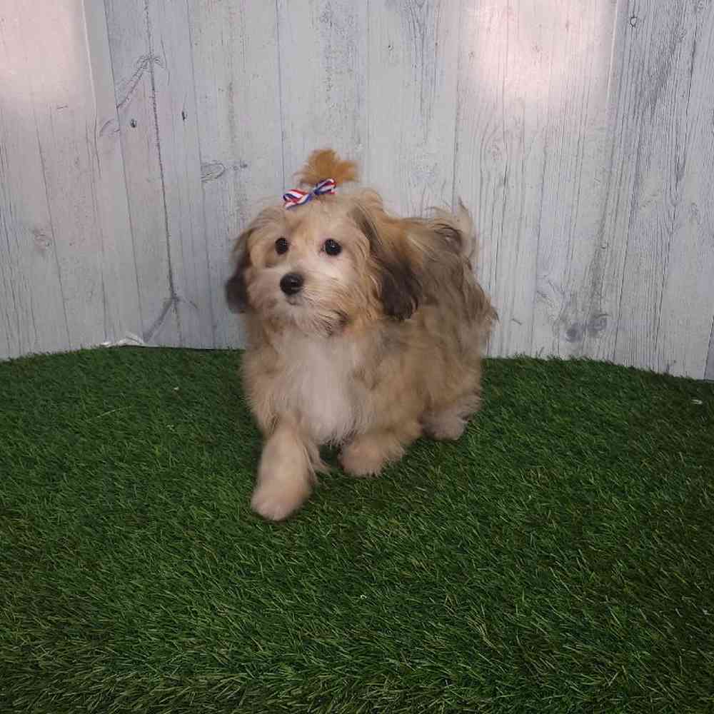 Female Lhatese Puppy for sale