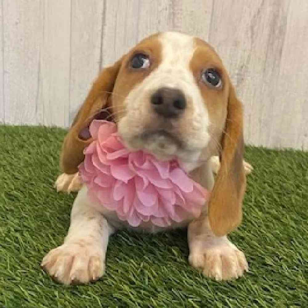 Female Beagle Puppy for sale