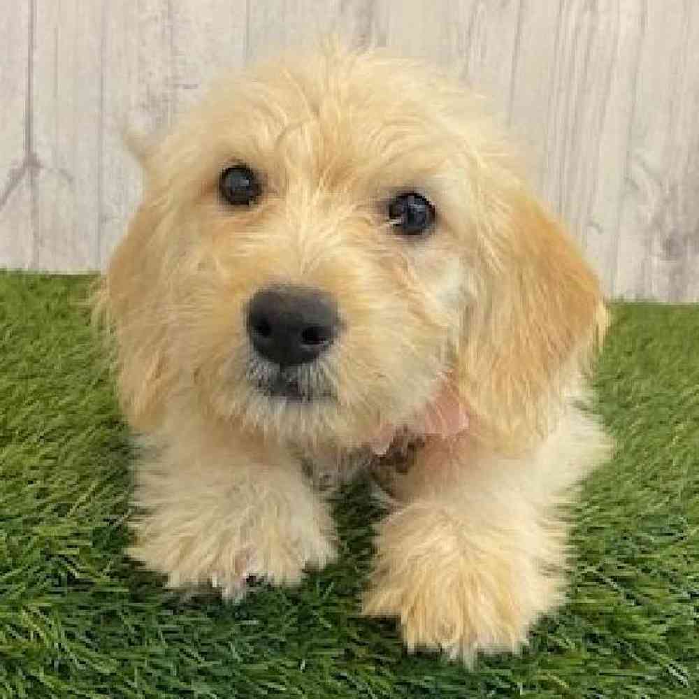 Female Mini Labradoodle Puppy for Sale in Saugus, MA