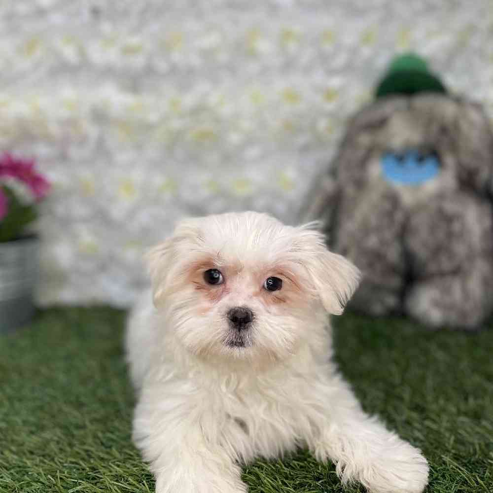 Female Malshi Puppy for Sale in Braintree, MA