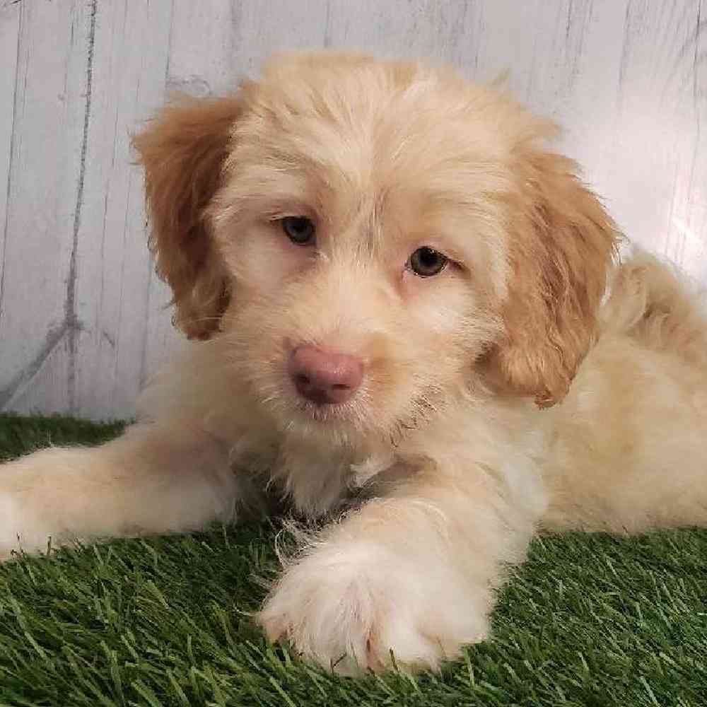 Female Mini Labradoodle Puppy for sale
