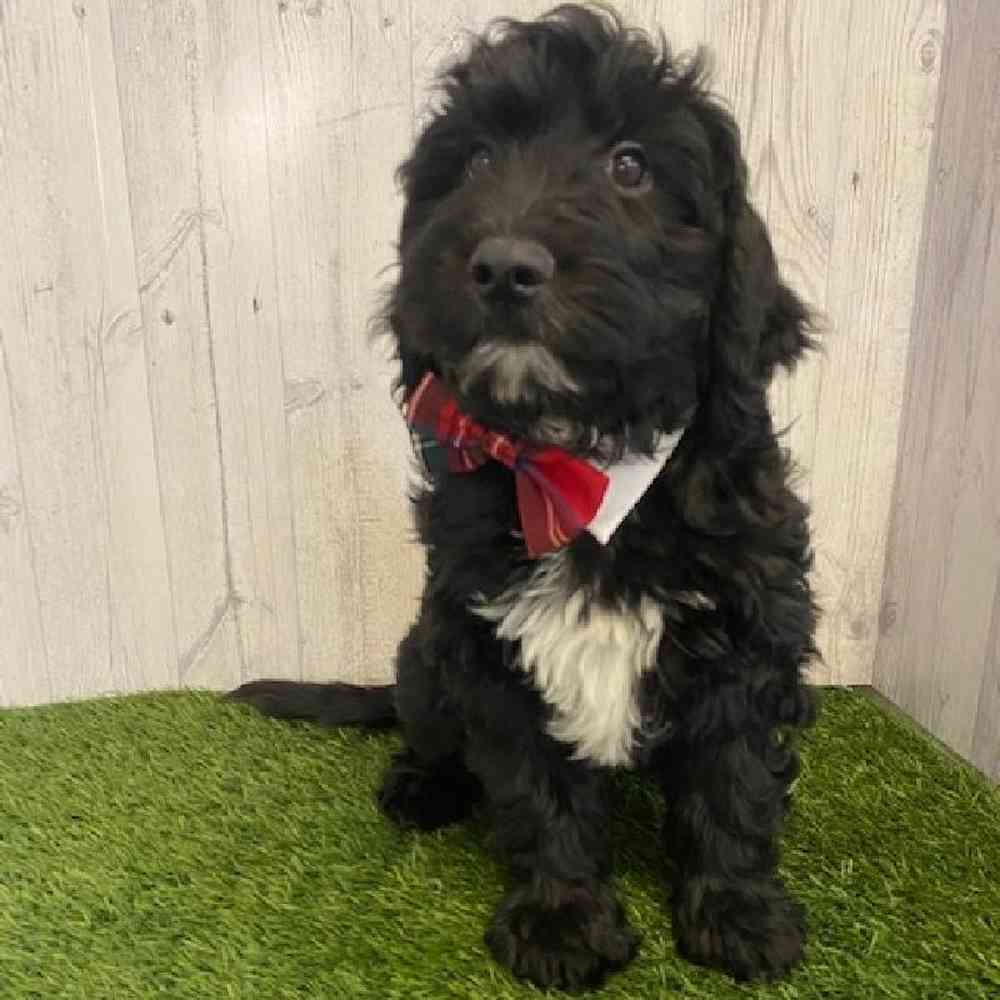 Male Aussiedoodle Puppy for sale