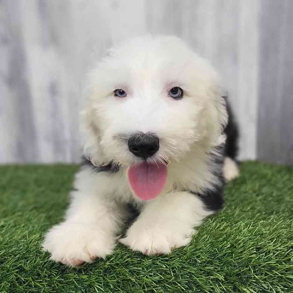Male Old English Sheepdog Puppy for Sale in Saugus, MA