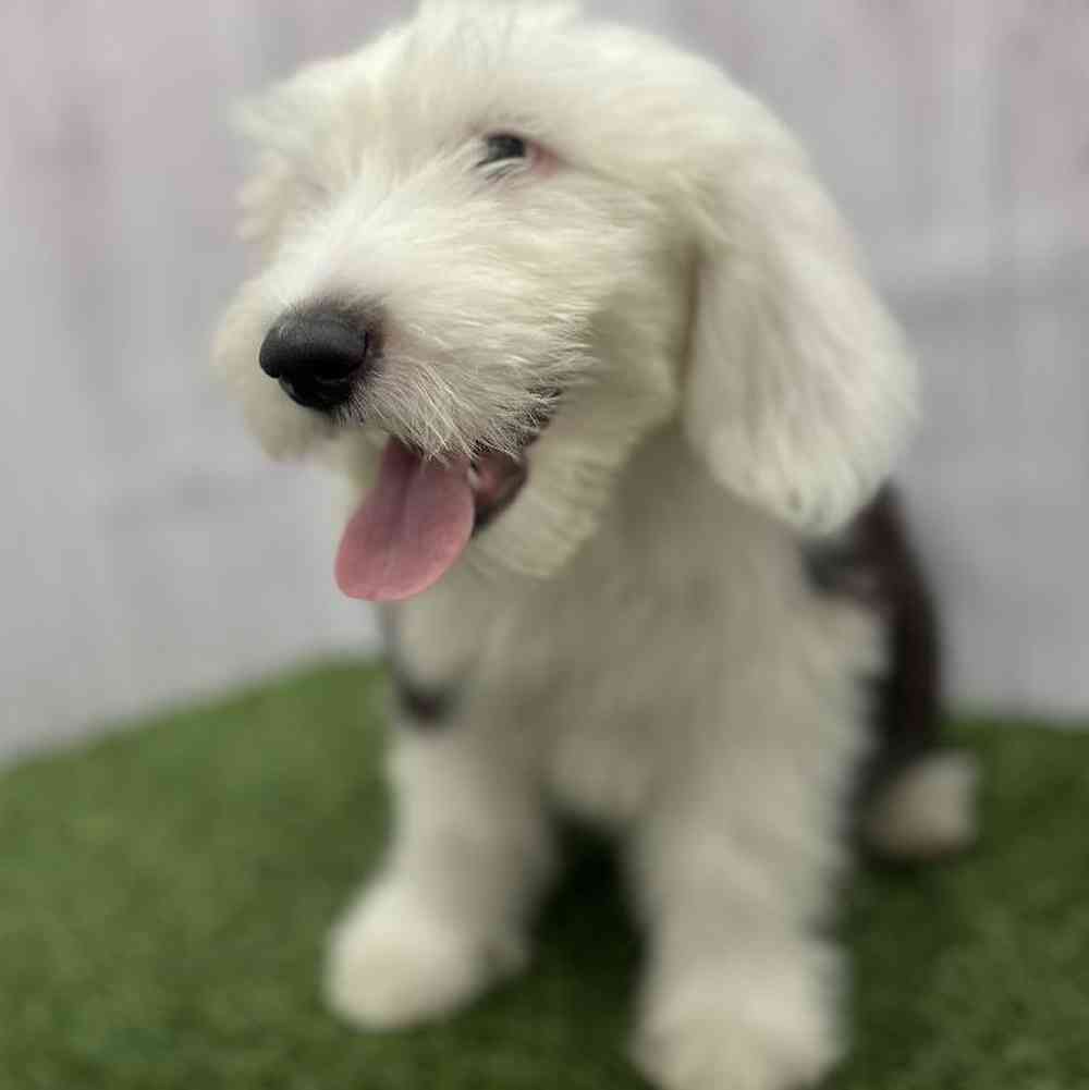Male Old English Sheepdog Puppy for Sale in Braintree, MA