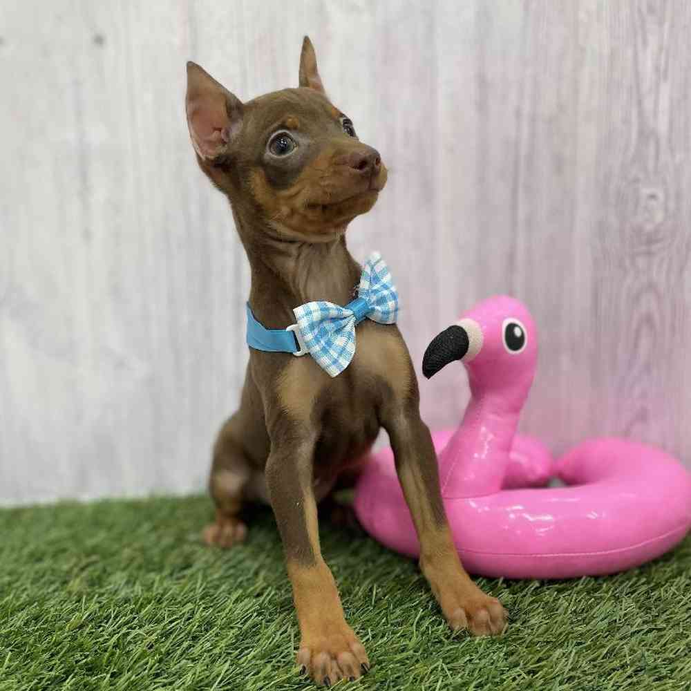 Male Min Pin Puppy for Sale in Braintree, MA