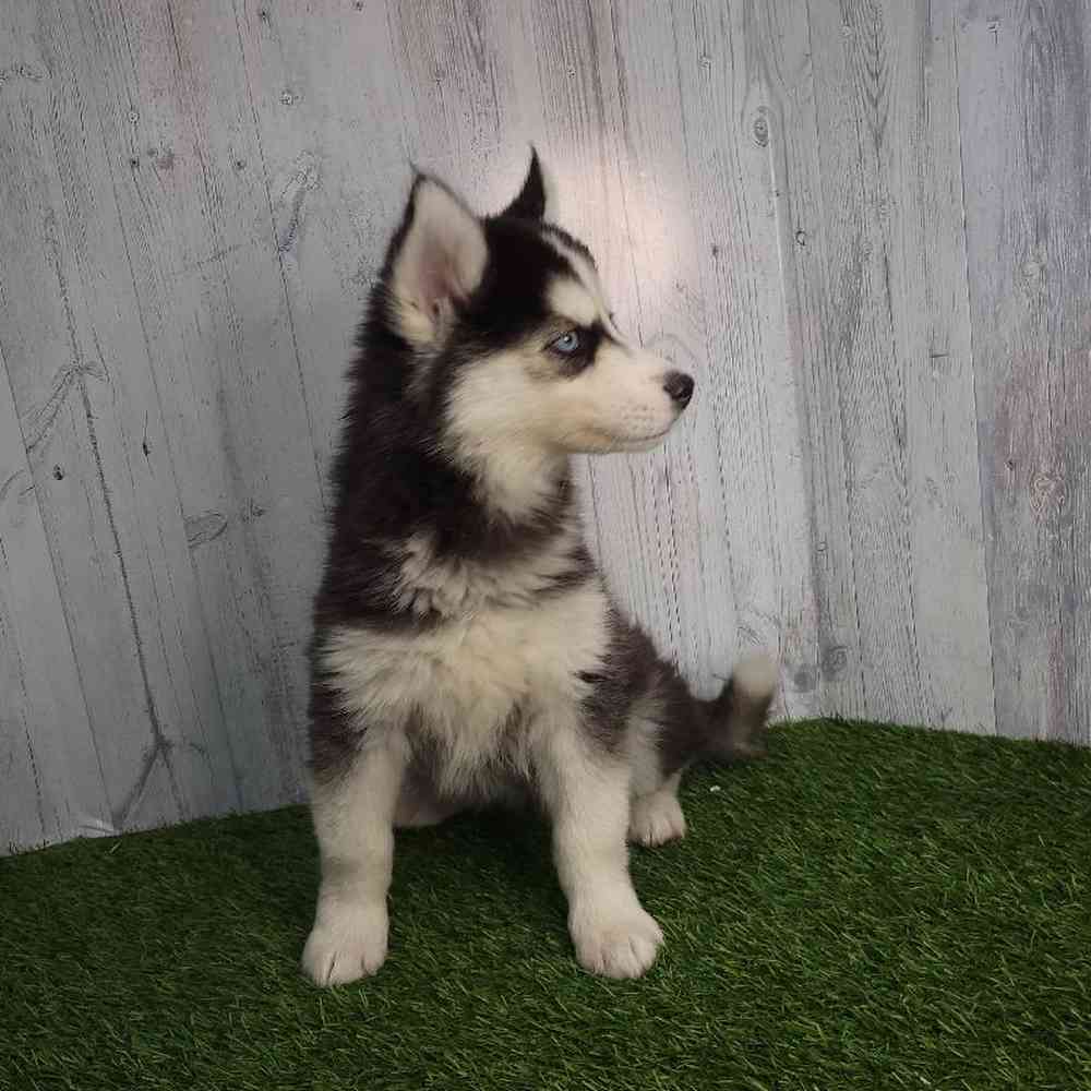 Female Siberian Husky Puppy for sale