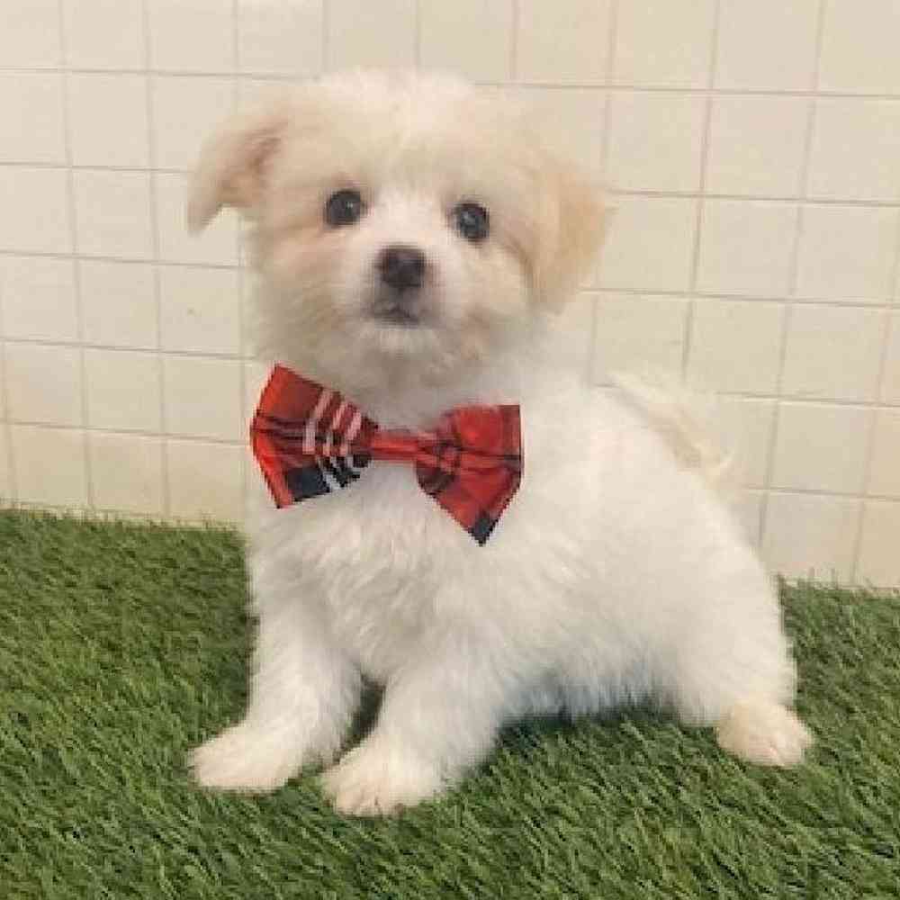 Male Coton De Tulear Puppy for sale