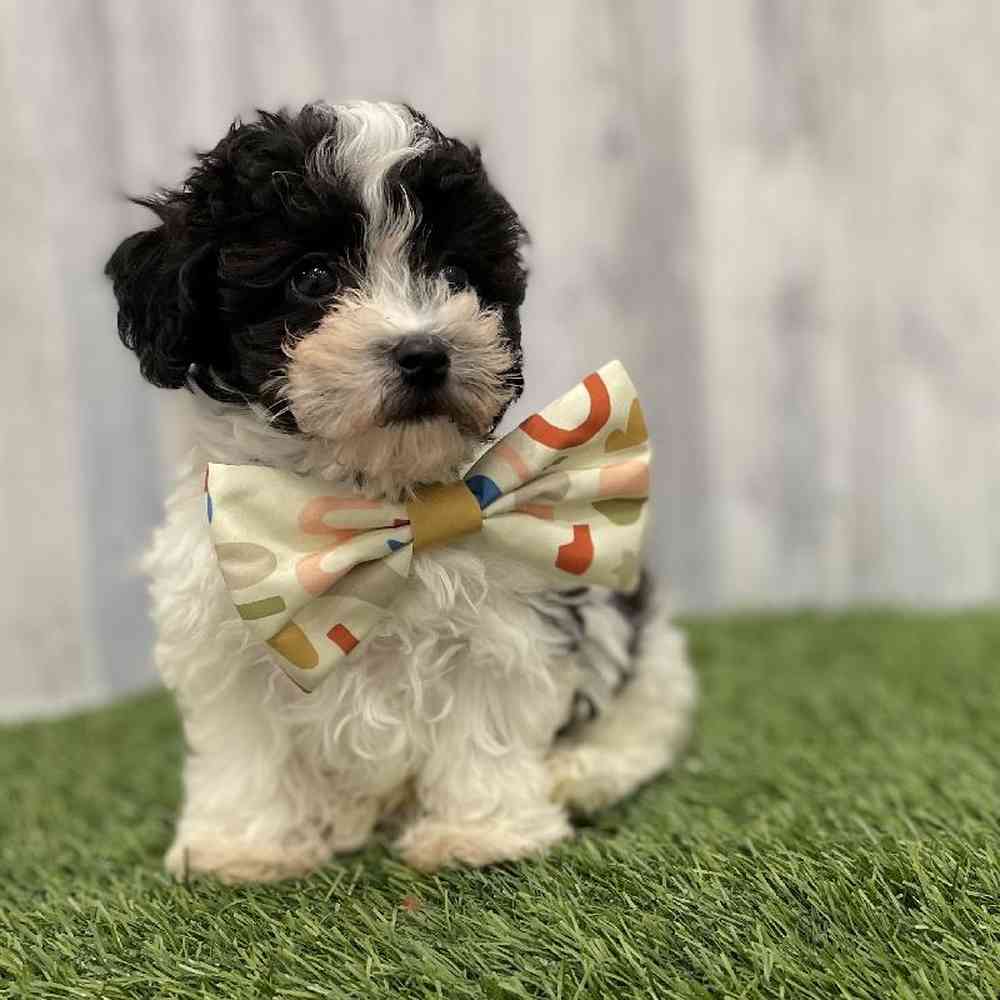 Male Bichapoo-Poodle Puppy for Sale in Braintree, MA