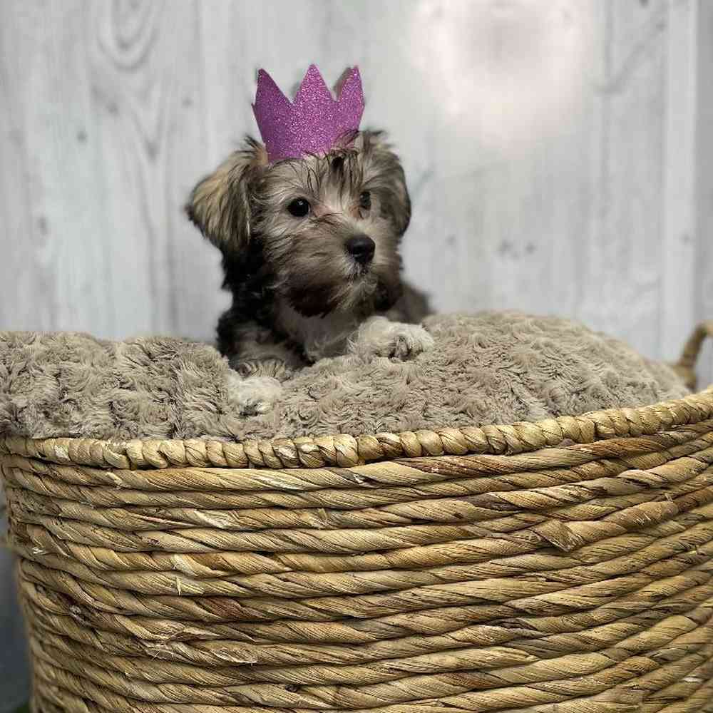 Female Hava-Schnauzer Puppy for sale