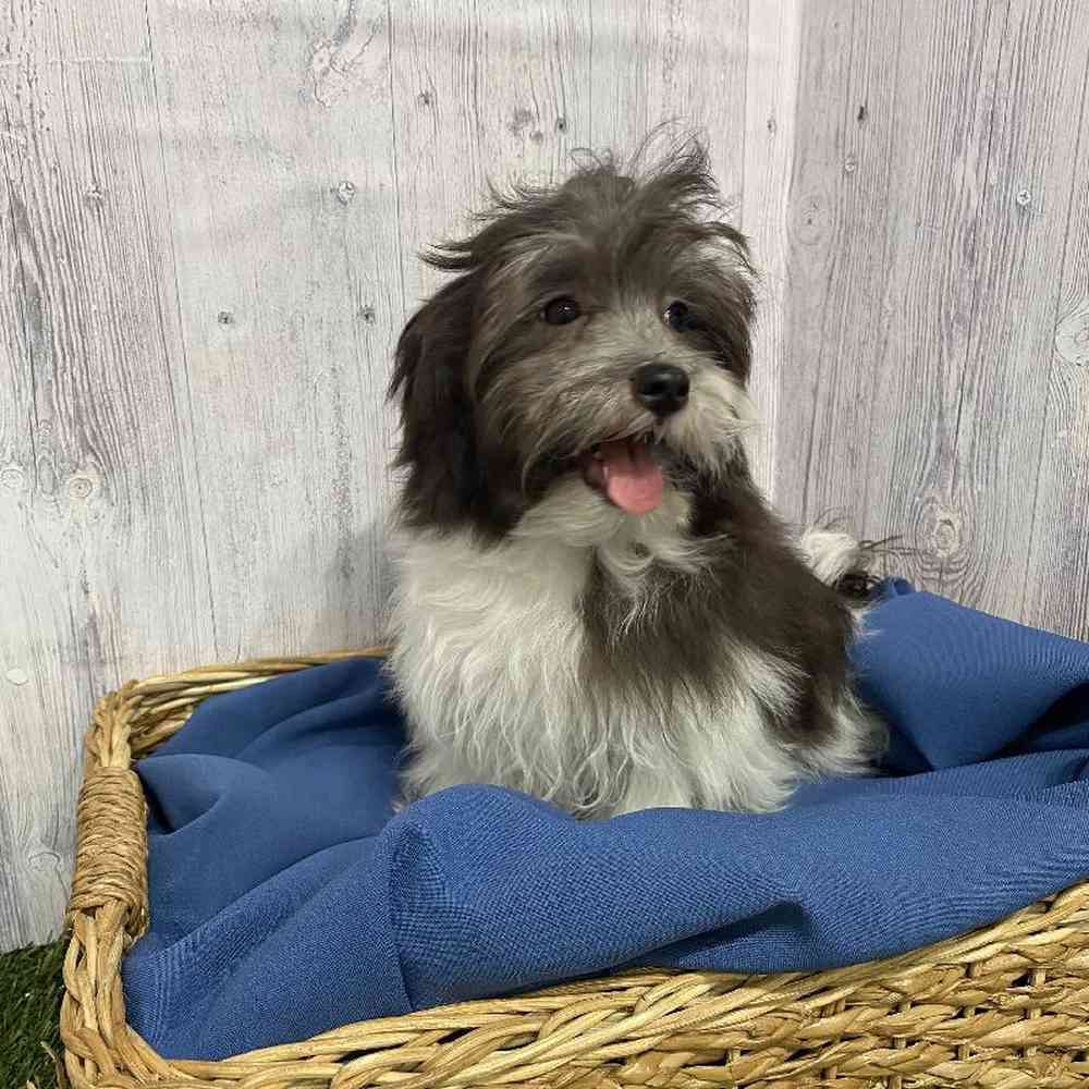 Male Havamalt Puppy for Sale in Saugus, MA