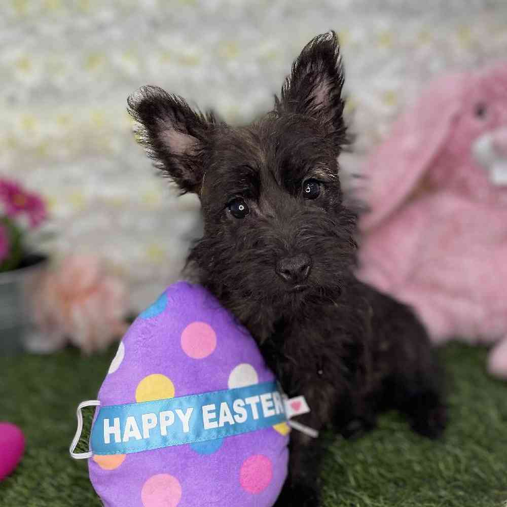 Female Cairn Terrier Puppy for Sale in Braintree, MA