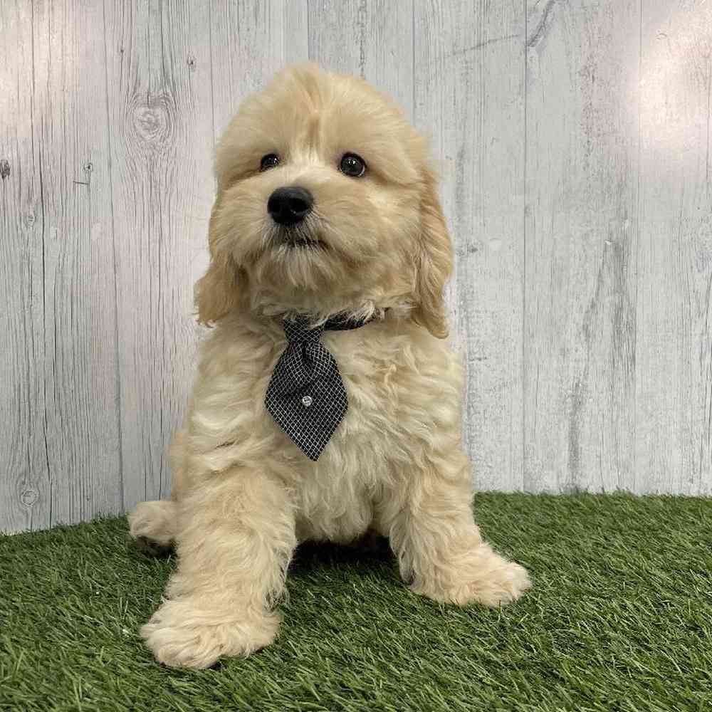 Male Mini Labradoodle 2nd Gen Puppy for sale