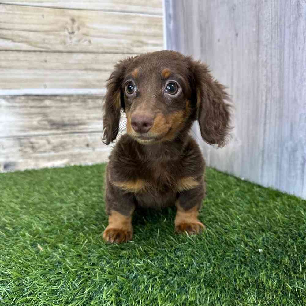 Female Dachshund Puppy for Sale in Saugus, MA