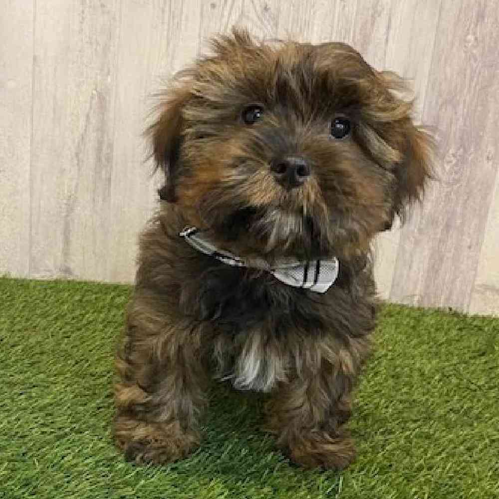 Male Shorkie Puppy for Sale in Saugus, MA