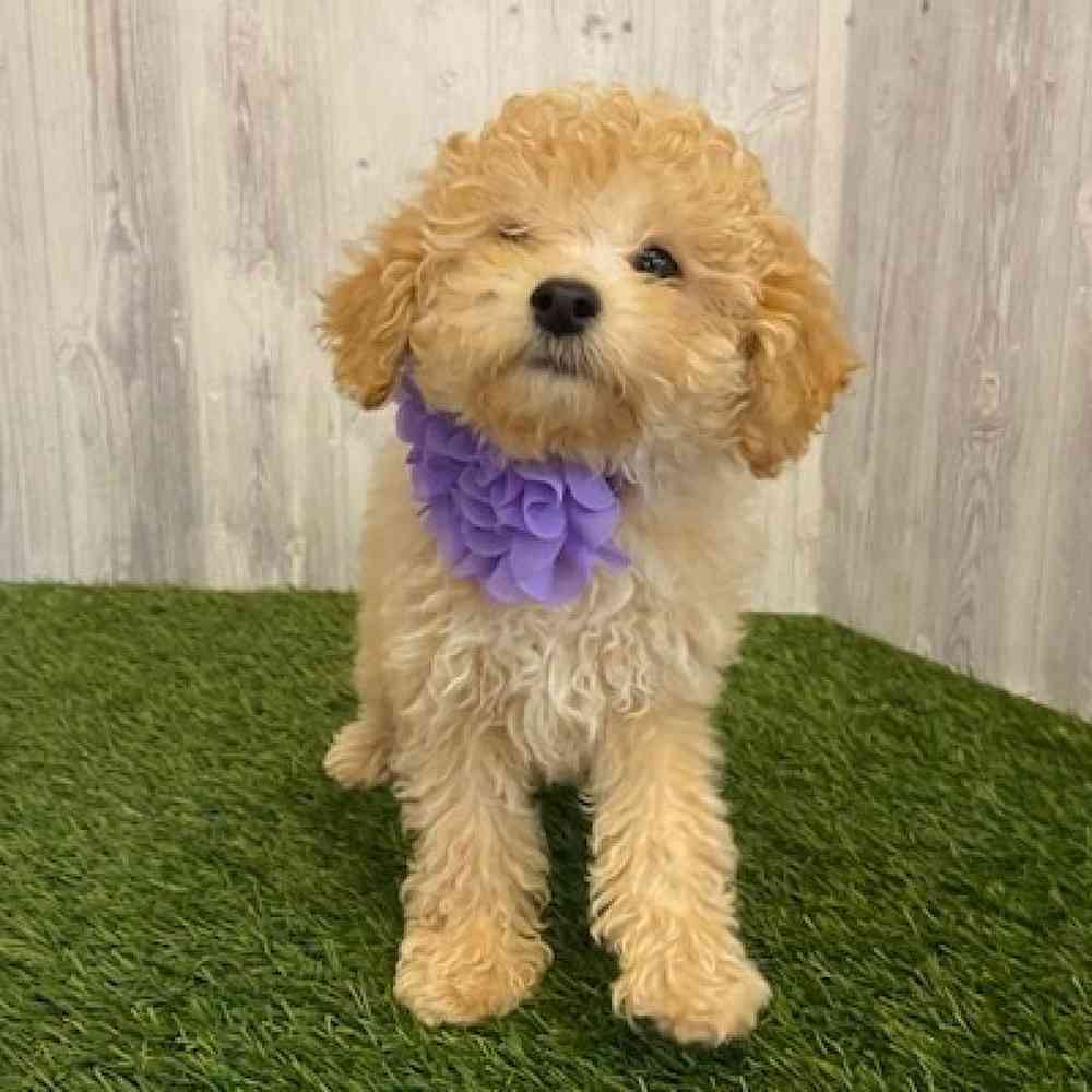 Female Poodle (MINI) Puppy for sale