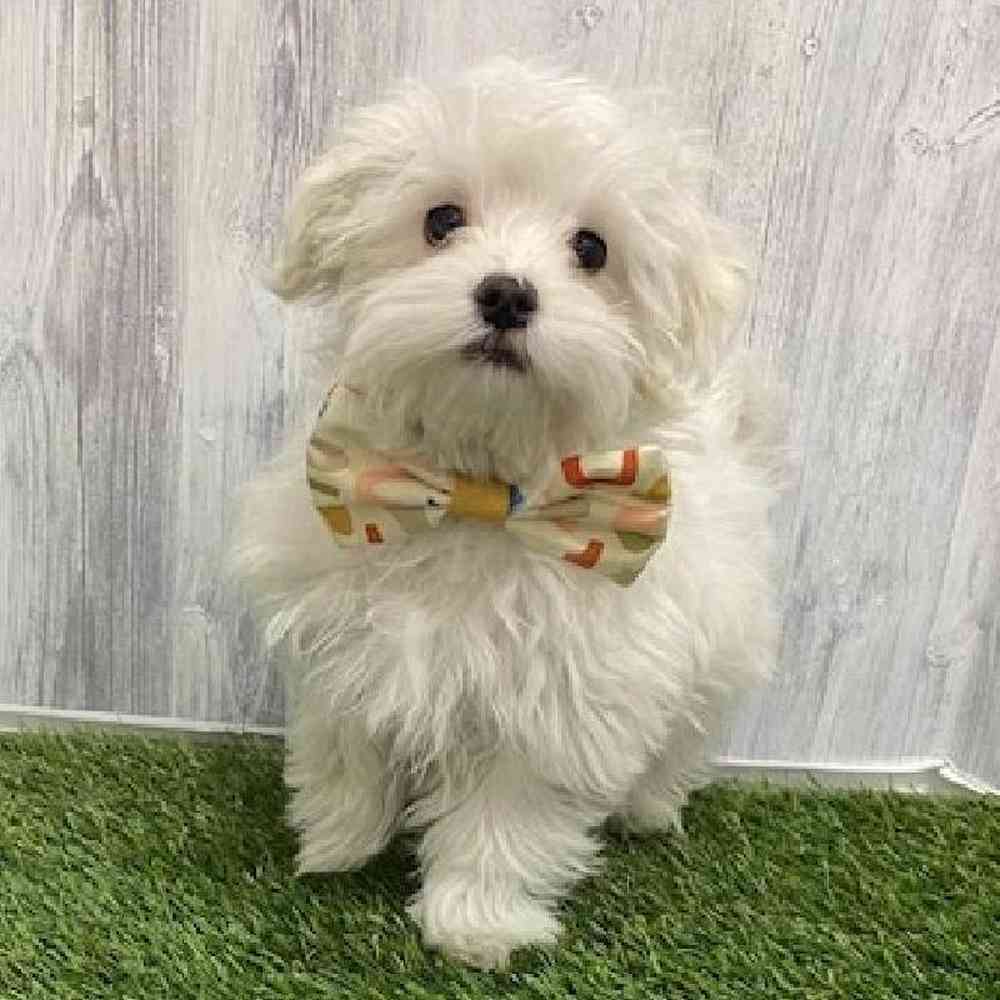 Male Maltese Puppy for Sale in Braintree, MA