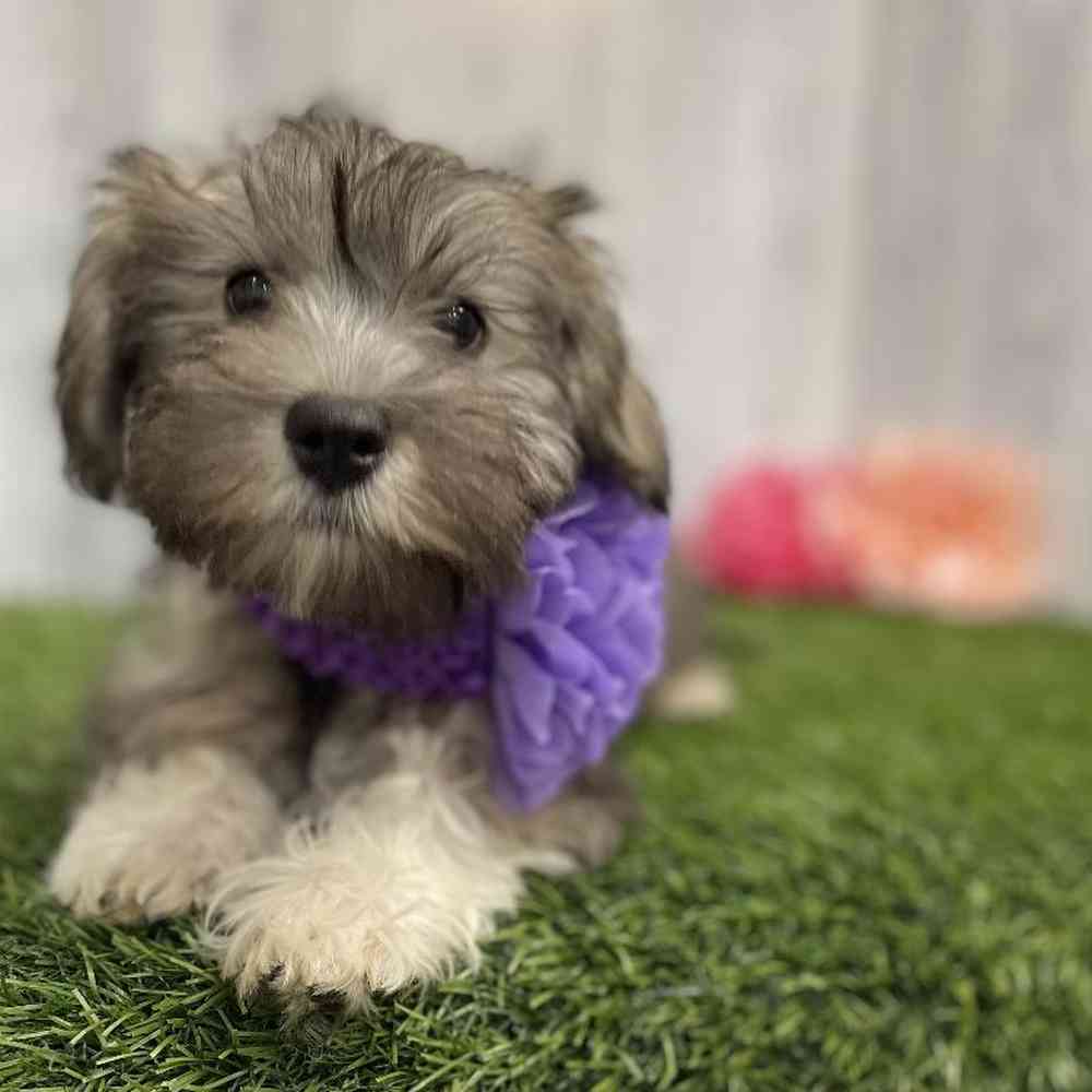 Female Hava-Schnauzer Puppy for sale