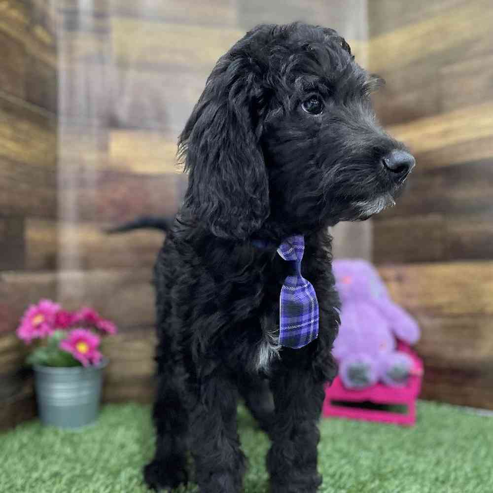Male Goldendoodle Puppy for Sale in Braintree, MA