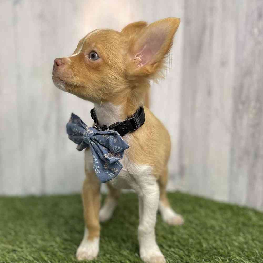 Male Chihuahua Puppy for sale