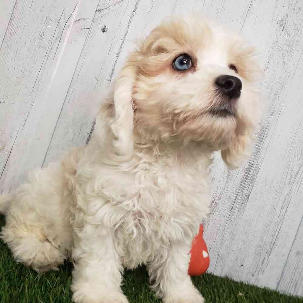 Female CockaChon Puppy for sale