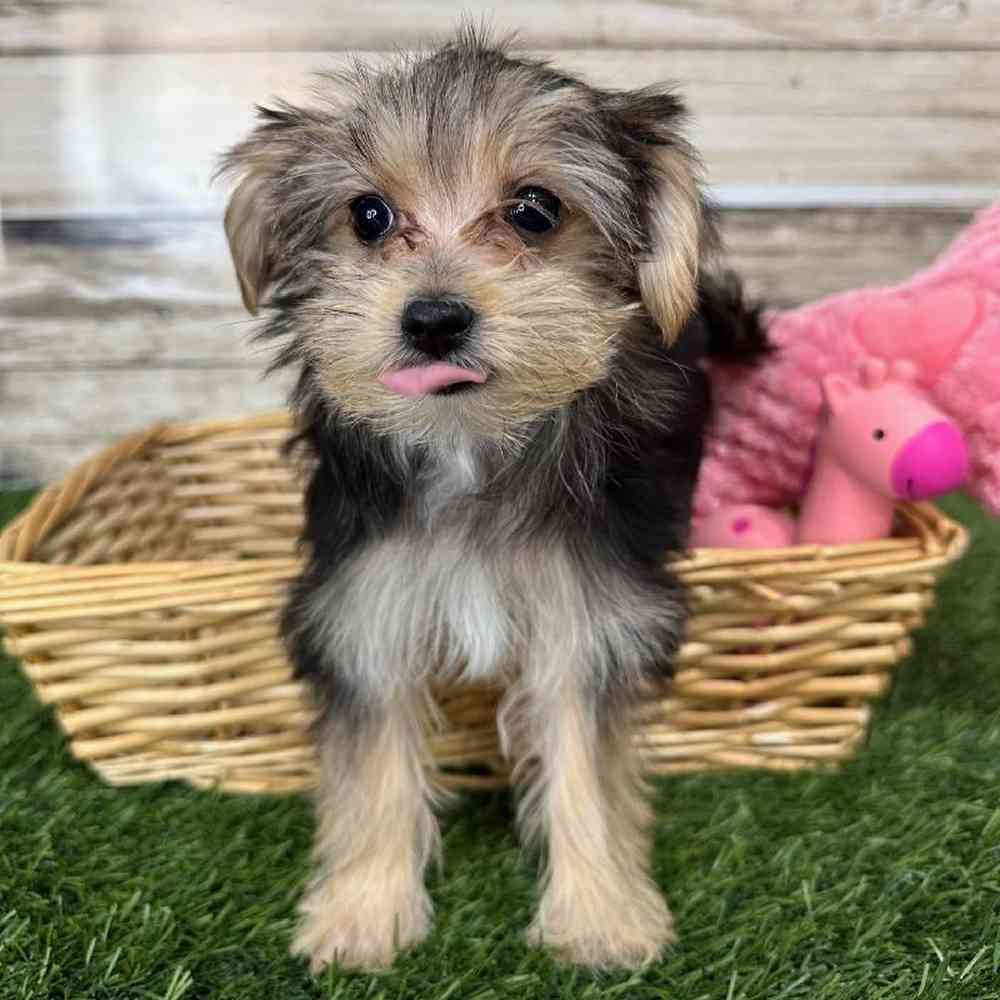 Female Morkie Puppy for Sale in Saugus, MA
