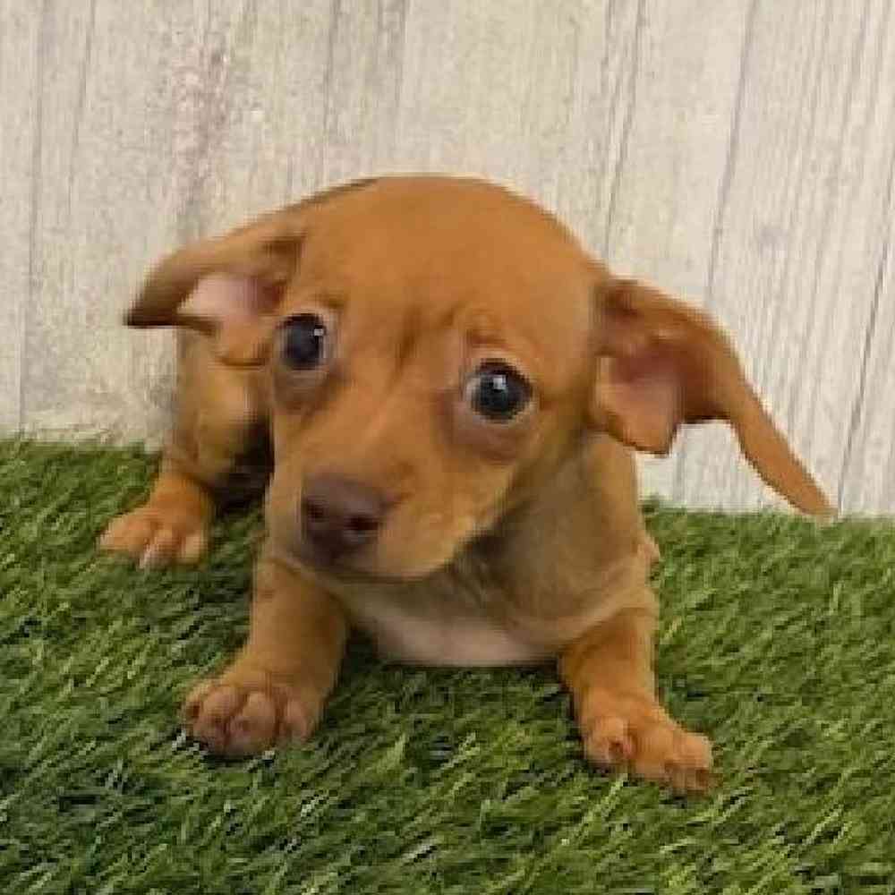 Female Chiweenie Puppy for sale