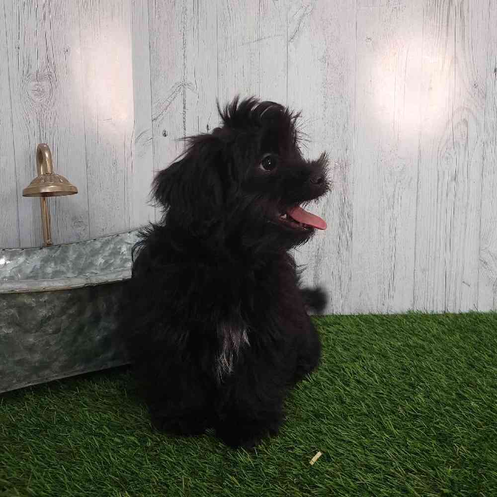 Male Shiranian Puppy for sale