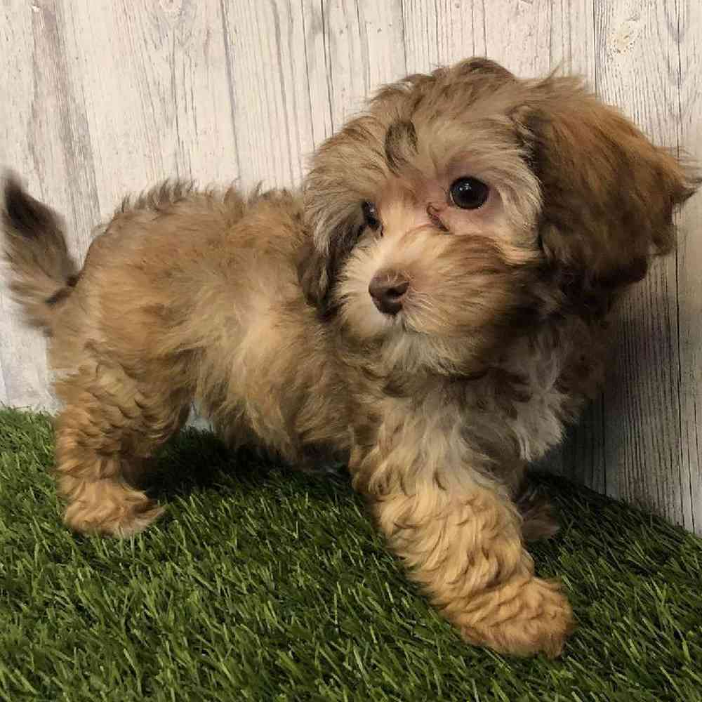 Female Havapoo Puppy for sale