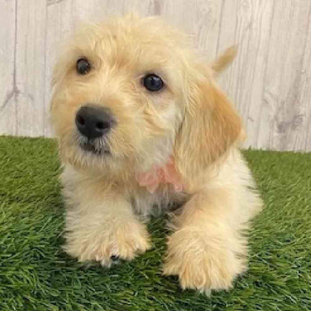 Female Mini Labradoodle Puppy for Sale in Saugus, MA