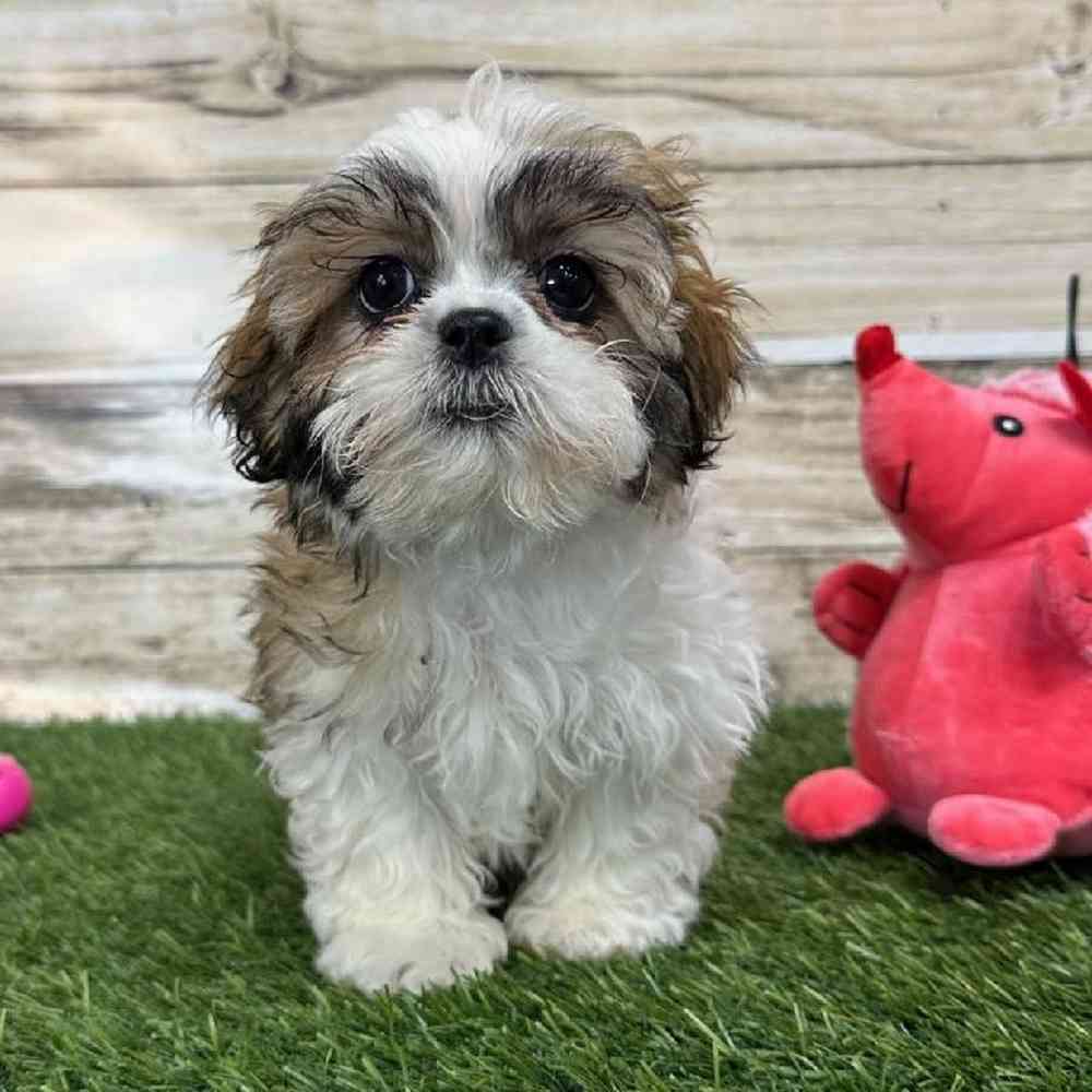 Teddy Bear (Zuchon) 2nd Gen For Sale | Pet Express Saugus